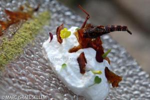 Delicious candied locust caramels on a bed of coconut almond whipped cream from chef Moshe Basson